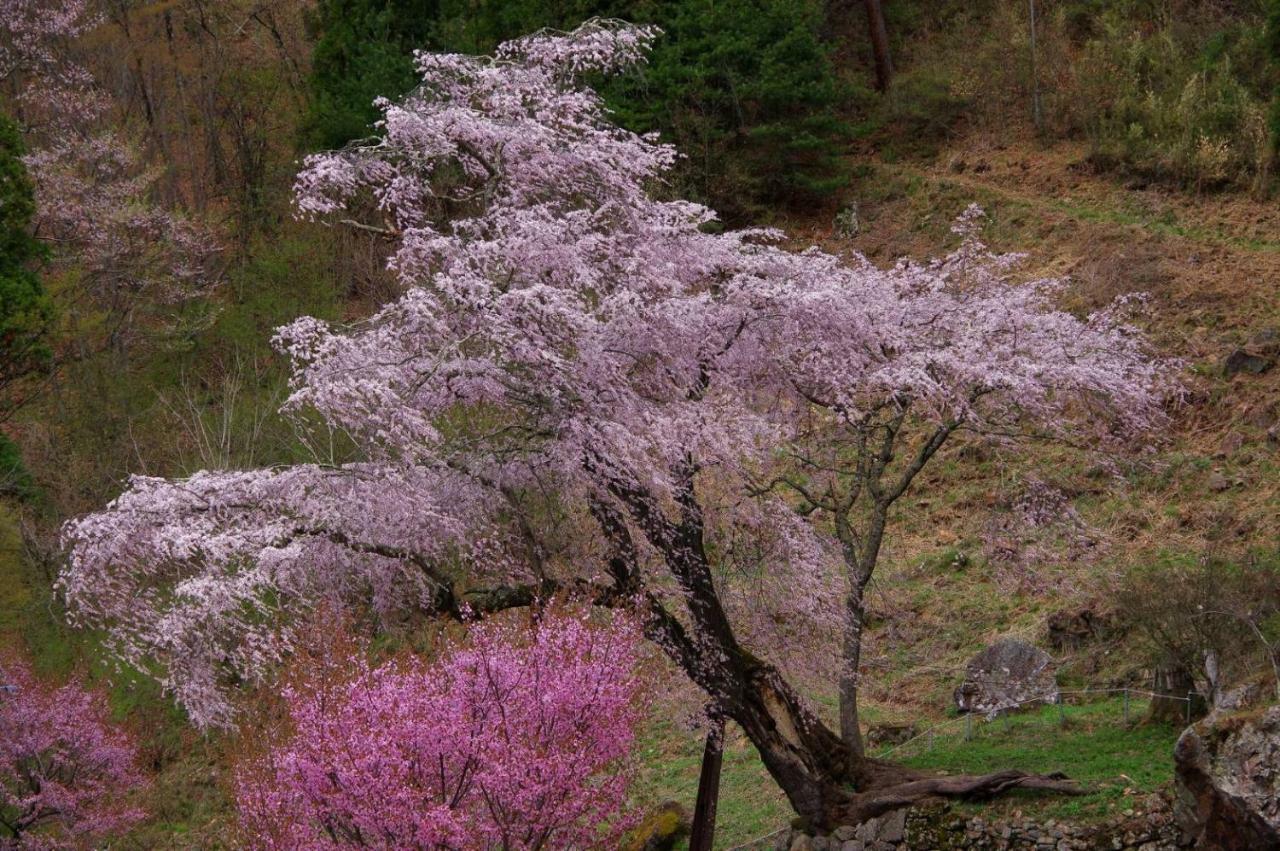 ريوكان وارابينو Takayama  المظهر الخارجي الصورة