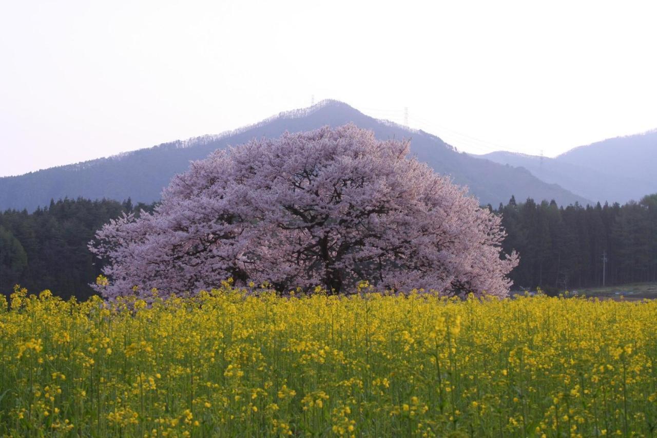 ريوكان وارابينو Takayama  المظهر الخارجي الصورة